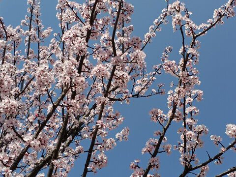 花枝