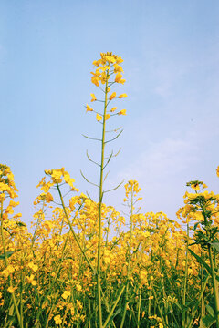 油菜花