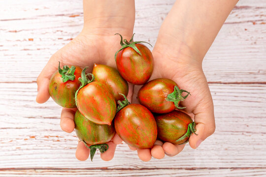 捧在手里的花皮番茄