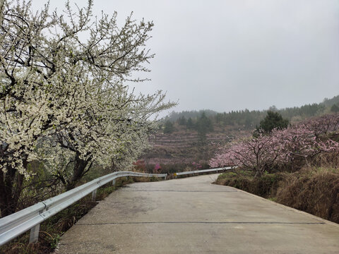 公路两边的桃树与李树