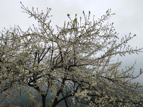 李子树开花