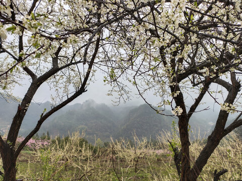 李花与树枝