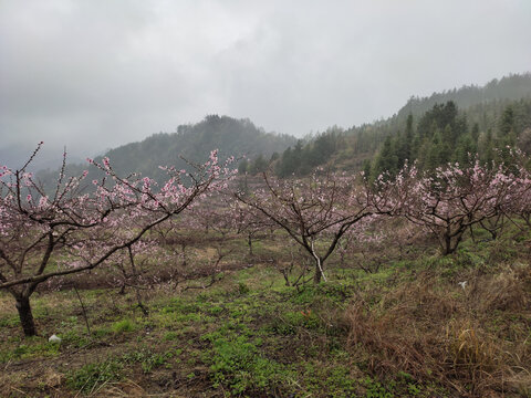 一树桃花