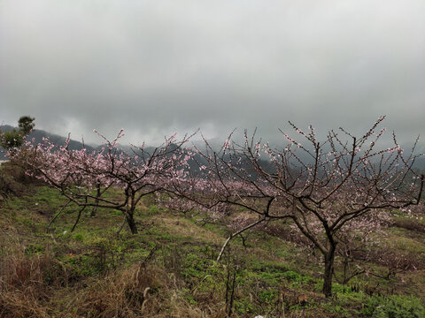 桃花朵朵开