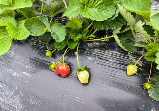 草莓种植