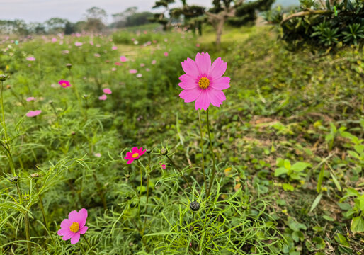 波斯菊