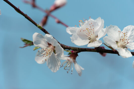 春天盛开的桃花