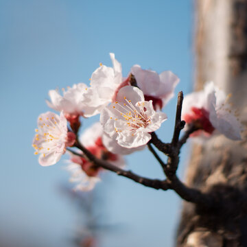 春季里的花朵