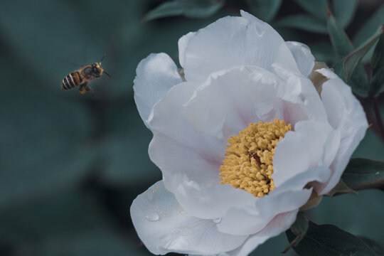 春天采蜜的蜜蜂