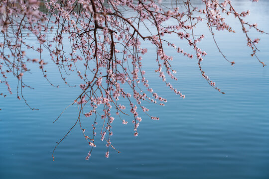 颐和园桃花