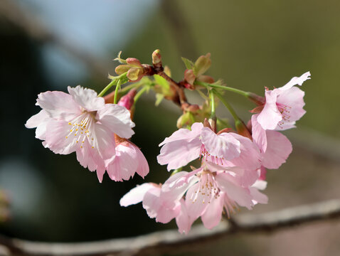 樱花