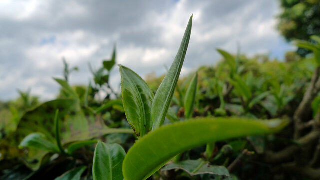 普洱大叶种茶山鲜叶嫩芽