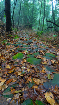 深山老林茶马古道