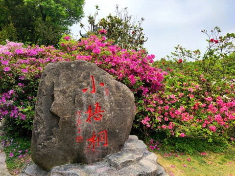 小梧桐毛棉杜鹃花