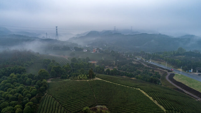 茶园风光