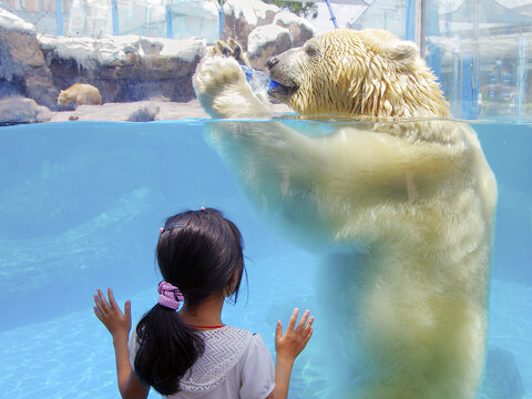 水族馆北极熊