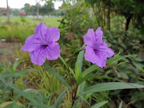 蓝花草