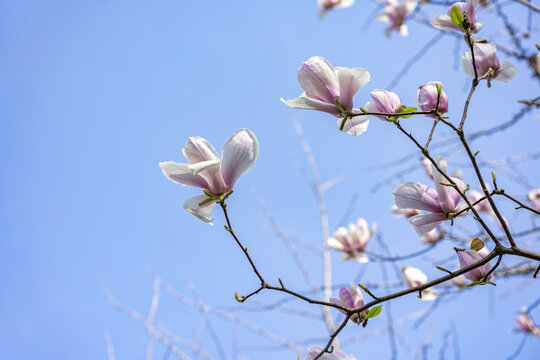 春天盛开的玉兰花