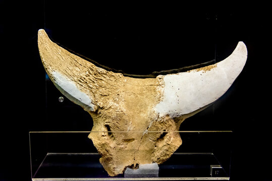 新石器时代中期水牛头骨