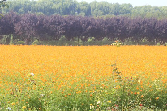 油菜花