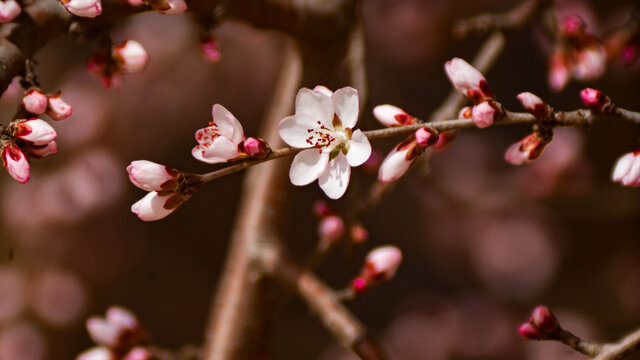 桃花