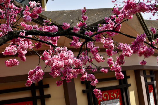 屋前樱花开