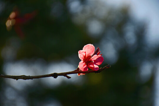 碧桃花