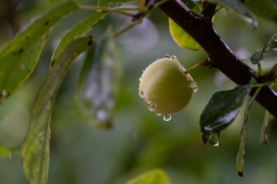 雨后的水果
