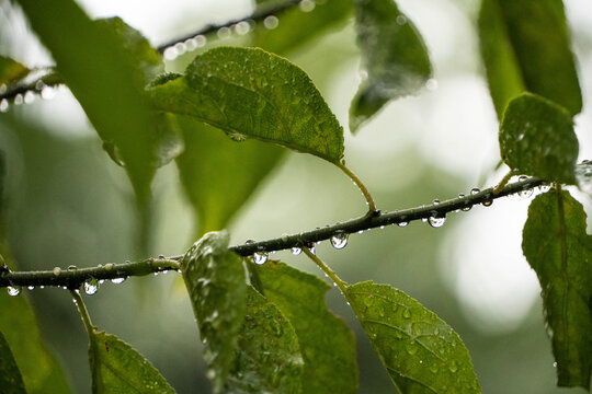 雨后挂着水滴的枝叶