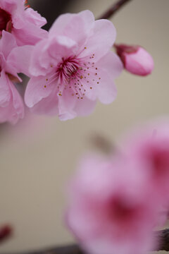 美人梅花特写