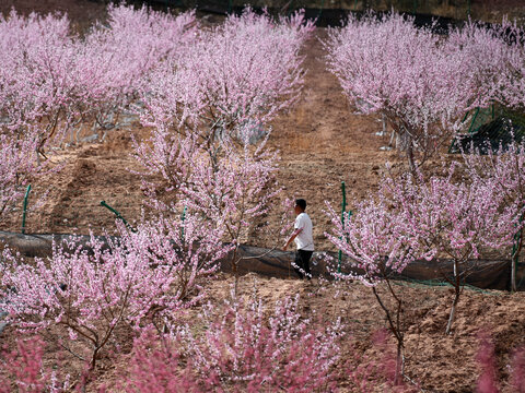 美姑县龙门乡桃花园