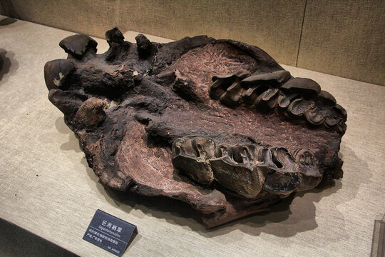 巨两栖犀下颚化石