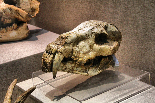 远古动物头骨化石