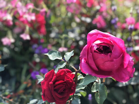 红色玫瑰花盛开特拍