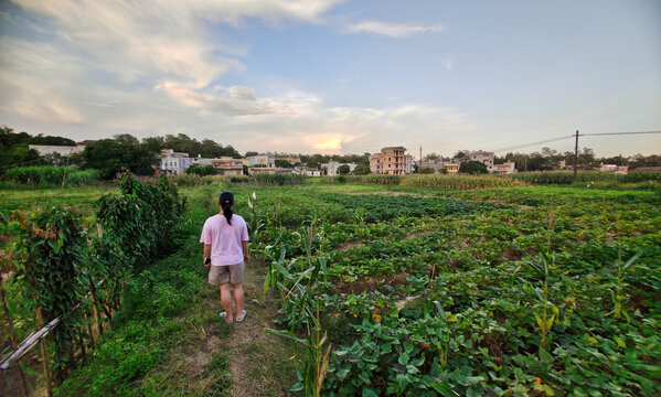 家乡甘子元蔬菜种植田园风光