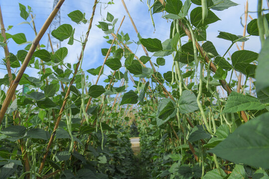 无筋豆种植无筋豆豆架