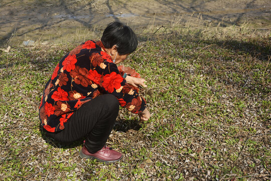 初春挖野菜