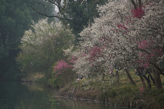 西溪湿地梅花