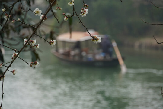 西溪湿地梅花