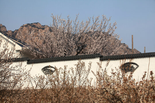 樱花村