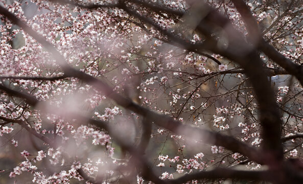 山桃花