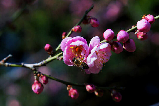 梅花和蜜蜂