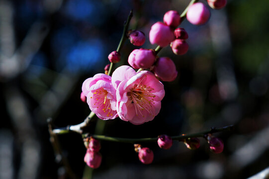 梅花特写