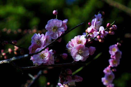 梅花特写