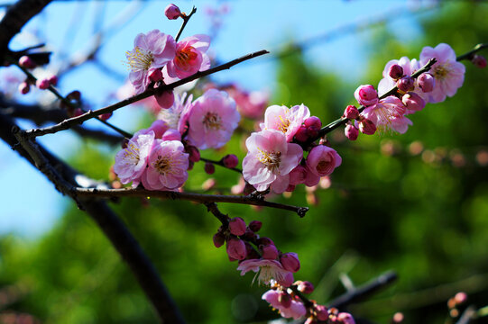 梅花特写