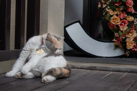 小花猫