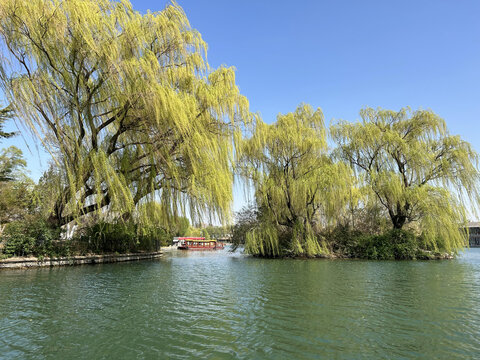 大明湖垂柳