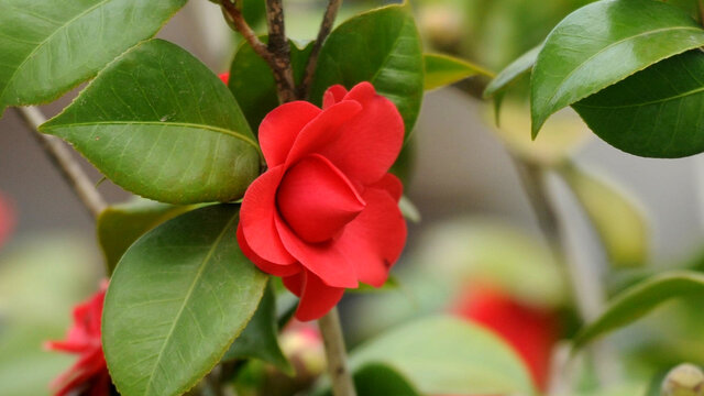 红色山茶花朵