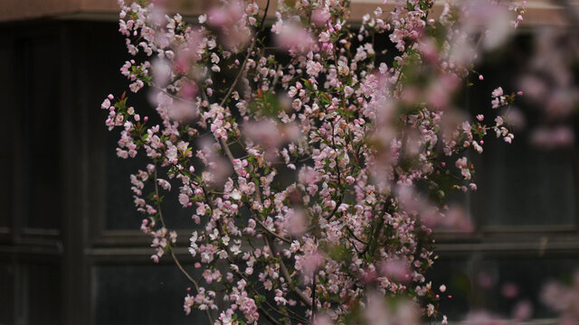 满目春浓花海棠