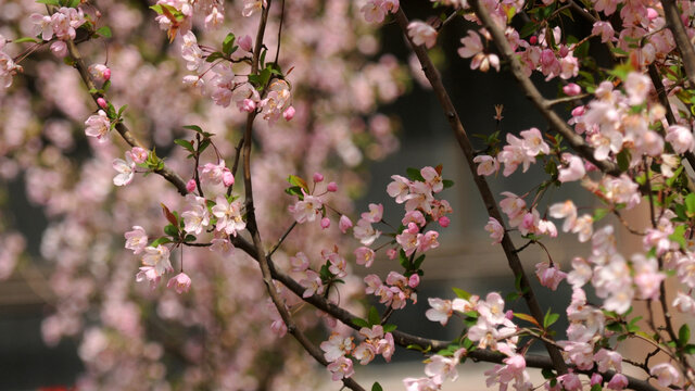 春意盎然的垂丝海棠花
